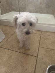 Reunited Unknown Dog last seen Vista de Colinas Dr SE, Rio Rancho, NM 87124, USA, Rio Rancho, NM 87124