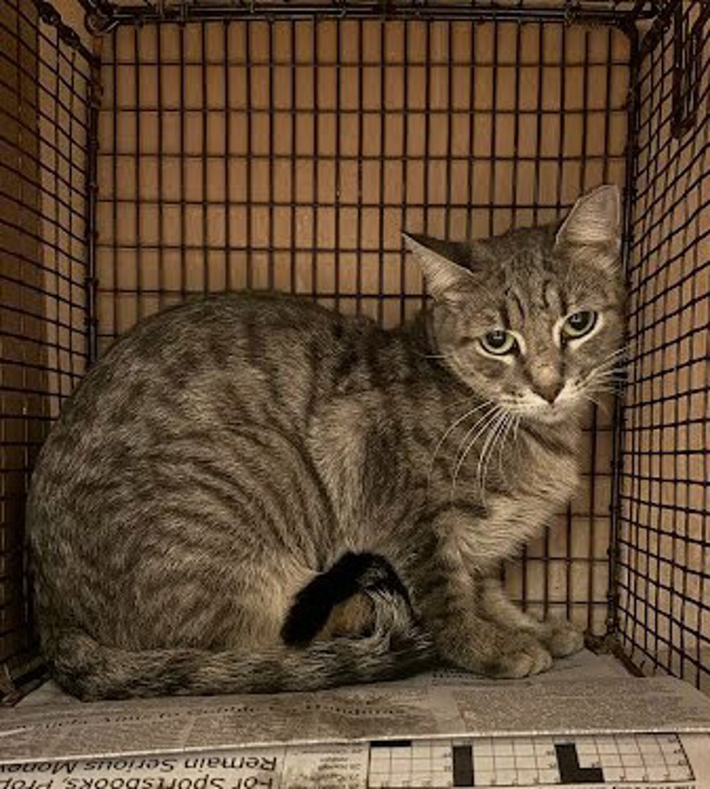 Shelter Stray Unknown Cat last seen Near Branrust Drive, AUSTIN, TX, 78744, 7201 Levander Loop bldg a, Austin, TX 78702, USA