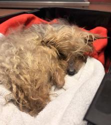 Shelter Stray Female Dog last seen Near E 14th Street, SAN LEANDRO, CA, 94577, 8323 Baldwin St, Oakland, CA 94621, USA