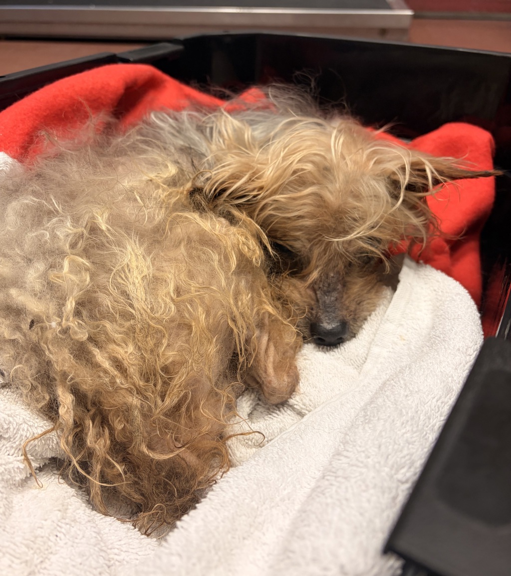 Shelter Stray Female Dog last seen Near E 14th Street, SAN LEANDRO, CA, 94577, 8323 Baldwin St, Oakland, CA 94621, USA