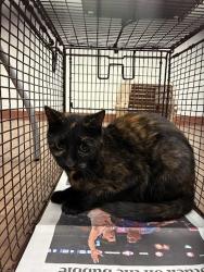 Shelter Stray Female Cat last seen Near Lockwood Springs Road, MANOR, TX, 78653, 7201 Levander Loop bldg a, Austin, TX 78702, USA