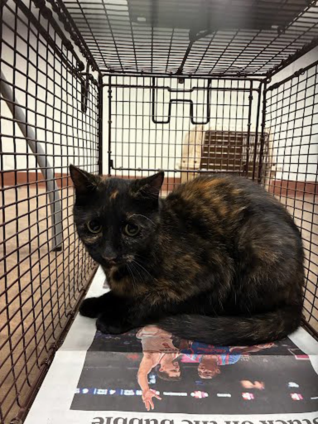 Shelter Stray Female Cat last seen Near Lockwood Springs Road, MANOR, TX, 78653, 7201 Levander Loop bldg a, Austin, TX 78702, USA