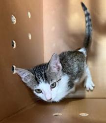 Shelter Stray Female Cat last seen Near N Interstate Highway 35, AUSTIN, TX, 78753, 7201 Levander Loop bldg a, Austin, TX 78702, USA