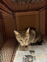 Shelter Stray Female Cat last seen Near Signal Hill Road, AUSTIN, TX, 78737, 7201 Levander Loop bldg a, Austin, TX 78702, USA