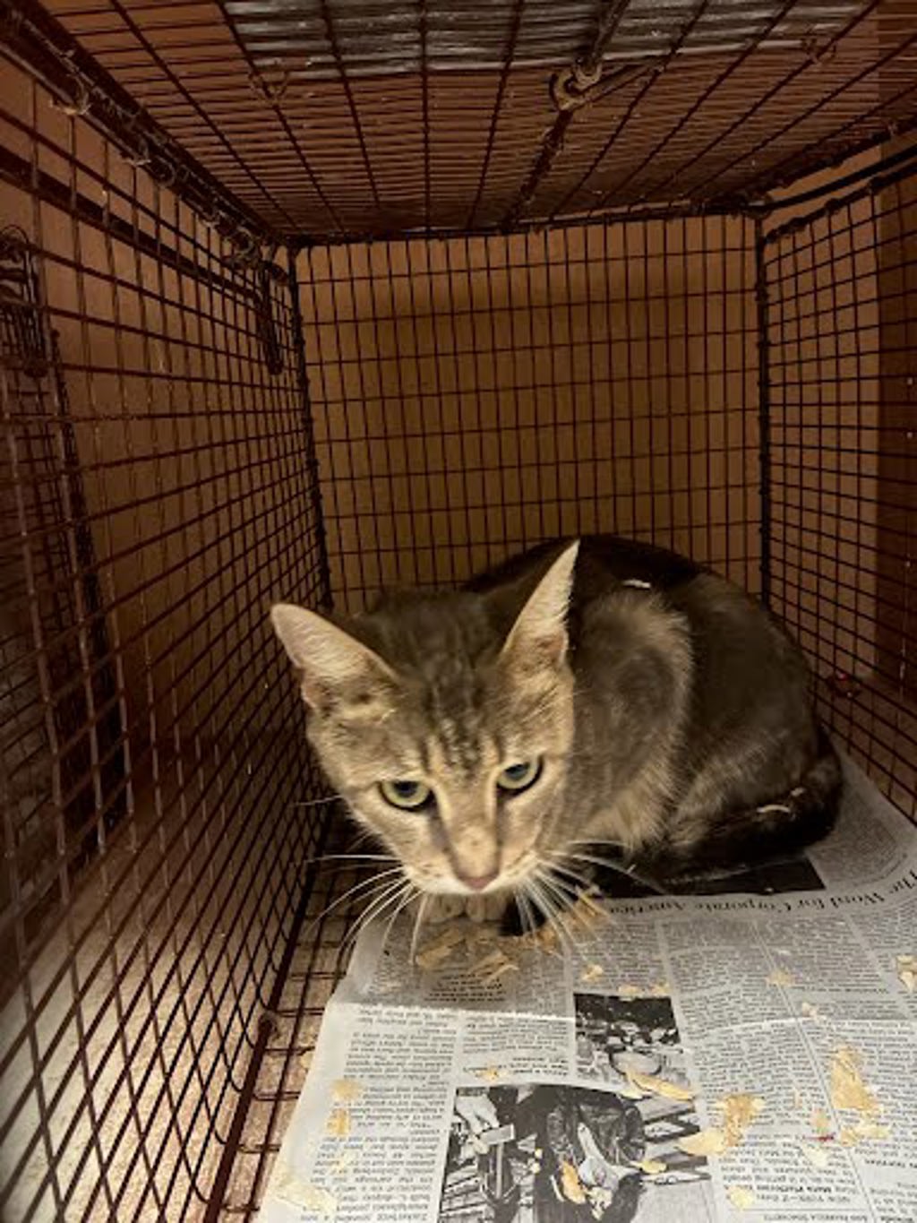 Shelter Stray Female Cat last seen Near Signal Hill Road, AUSTIN, TX, 78737, 7201 Levander Loop bldg a, Austin, TX 78702, USA