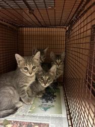 Shelter Stray Female Cat last seen Near Signal Hill Road, AUSTIN, TX, 78737, 7201 Levander Loop bldg a, Austin, TX 78702, USA