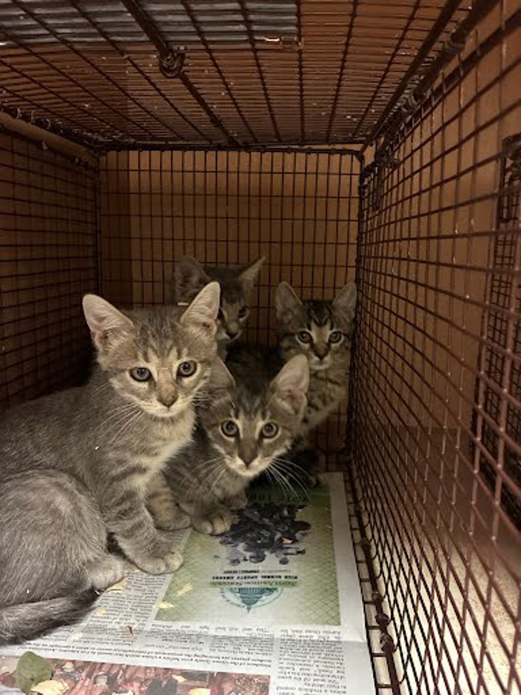 Shelter Stray Male Cat last seen Near Signal Hill Road, AUSTIN, TX, 78737, 7201 Levander Loop bldg a, Austin, TX 78702, USA