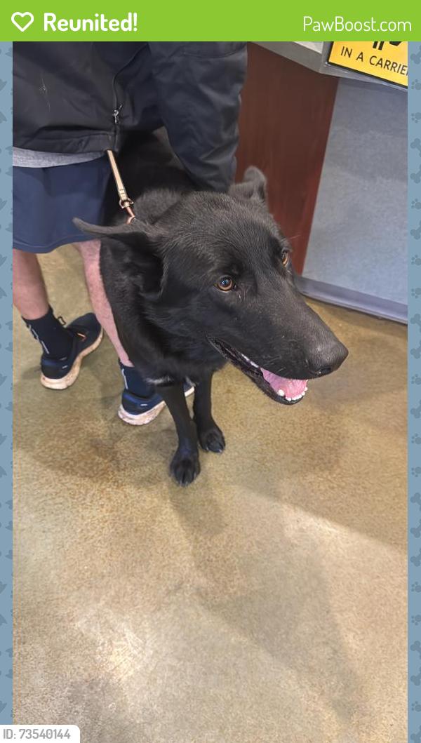 Reunited Male Dog last seen Glenhaven and Regency, Springfield, MO 65804
