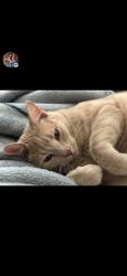 Lost Male Cat last seen Yelm hwy and Blvd, Olympia, WA 98501