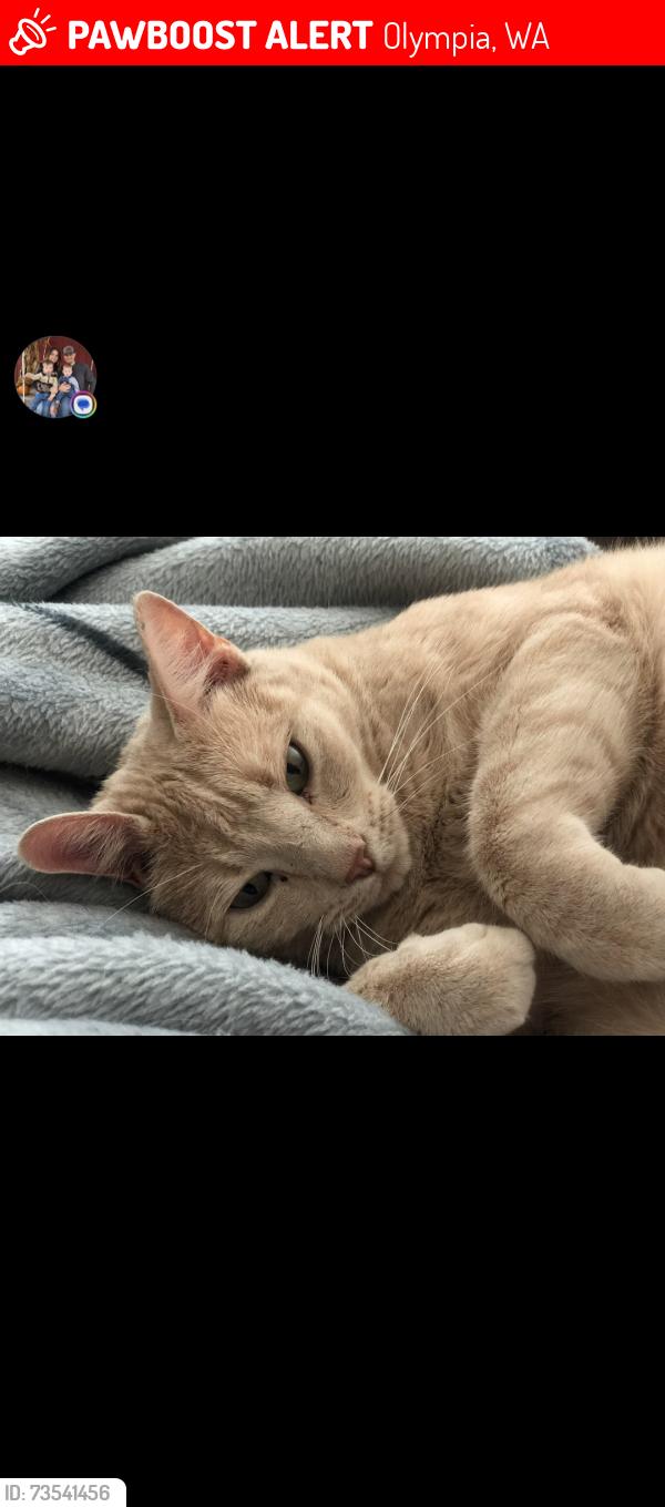 Lost Male Cat last seen Yelm hwy and Blvd, Olympia, WA 98501