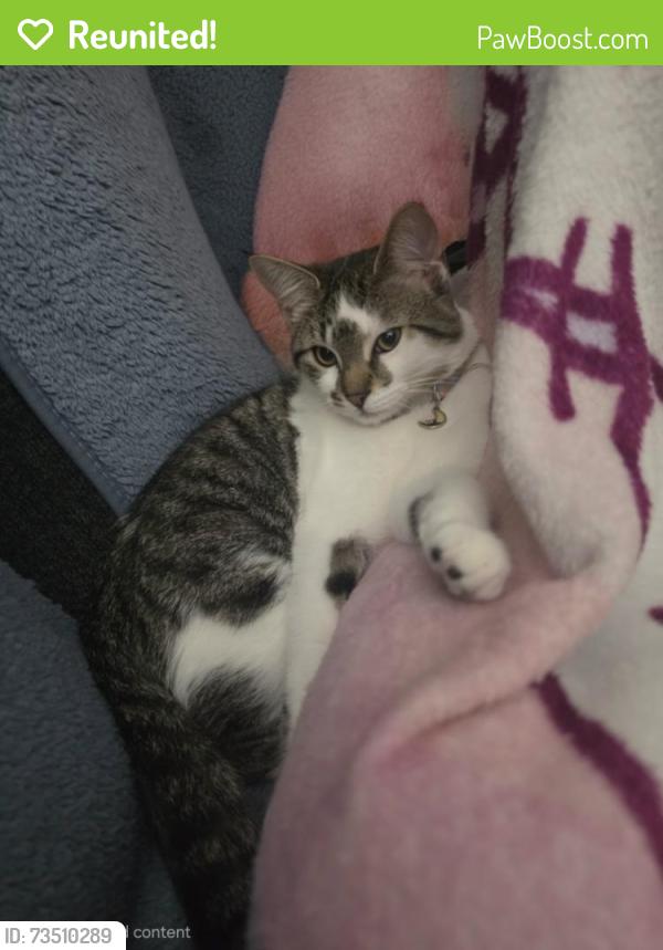 Reunited Male Cat last seen Brookdale DrN and noble avenue, Brooklyn Park, MN 55443