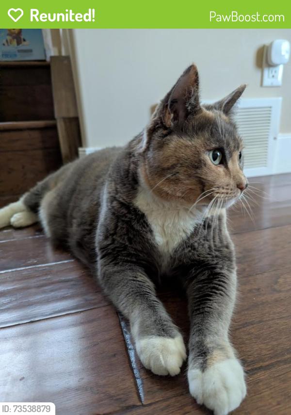 Reunited Female Cat last seen Near avenue and 122 street NW, Edmonton, AB 