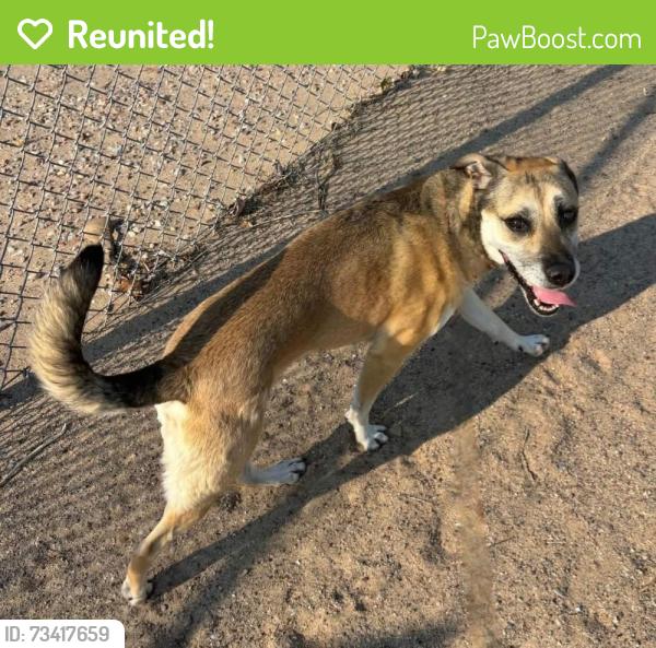 Reunited Female Dog last seen Westside City Shelter, Albuquerque, NM 87121