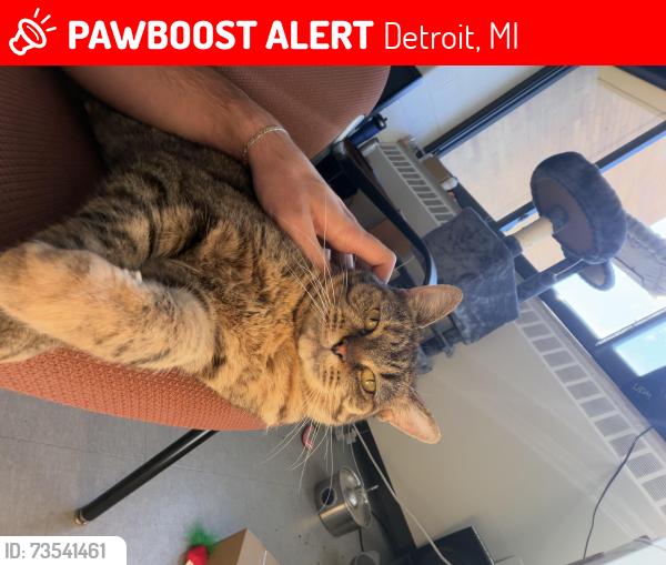 Lost Female Cat last seen 6mile livernois, Detroit, MI 48221