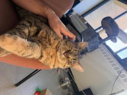 Lost Female Cat last seen 6mile livernois, Detroit, MI 48221