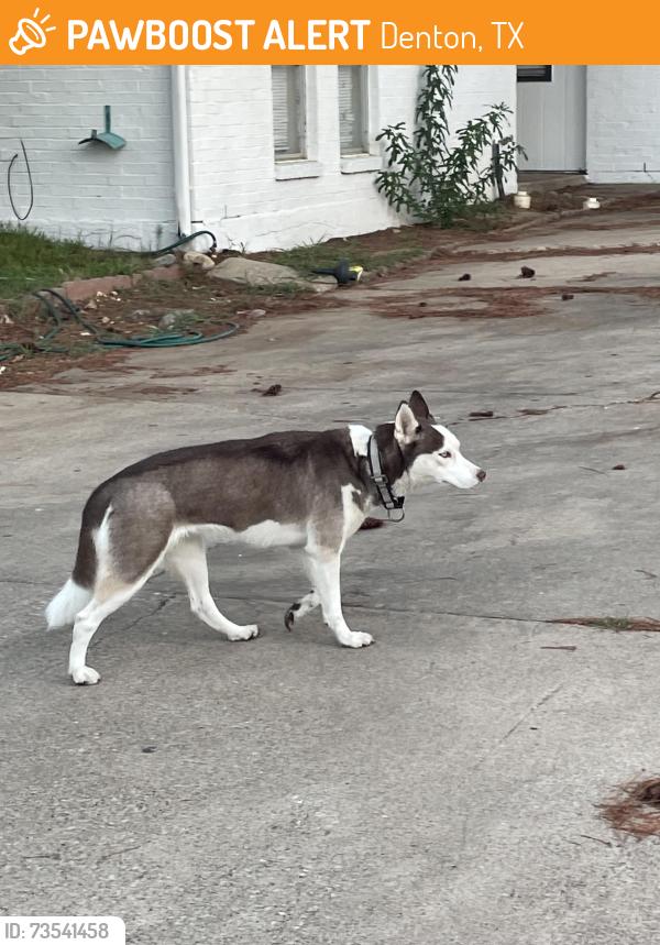 Found/Stray Unknown Dog last seen Dudley and Westwood Dr. Neighborhood behind Mr. Frosty’s, Denton, TX 76205