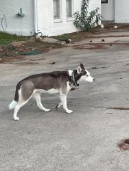 Found/Stray Unknown Dog last seen Dudley and Westwood Dr. Neighborhood behind Mr. Frosty’s, Denton, TX 76205