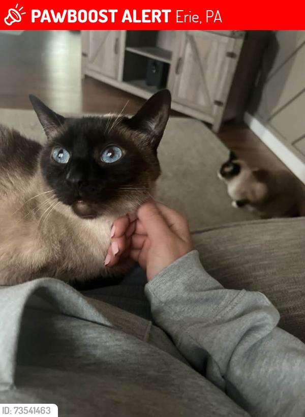 Lost Female Cat last seen High street and Richmond st Erie pa 16509, Erie, PA 16509