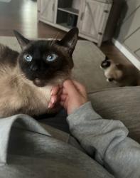 Lost Female Cat last seen High street and Richmond st Erie pa 16509, Erie, PA 16509