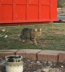 Found/Stray Unknown Cat last seen West Houston Avenue, Spokane, WA 99208