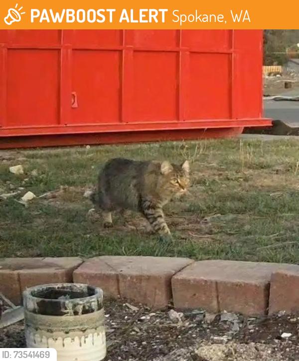 Found/Stray Unknown Cat last seen West Houston Avenue, Spokane, WA 99208