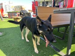 Found/Stray Male Dog last seen Centennial Dr and El Reno Ave, Oklahoma City, OK 73104