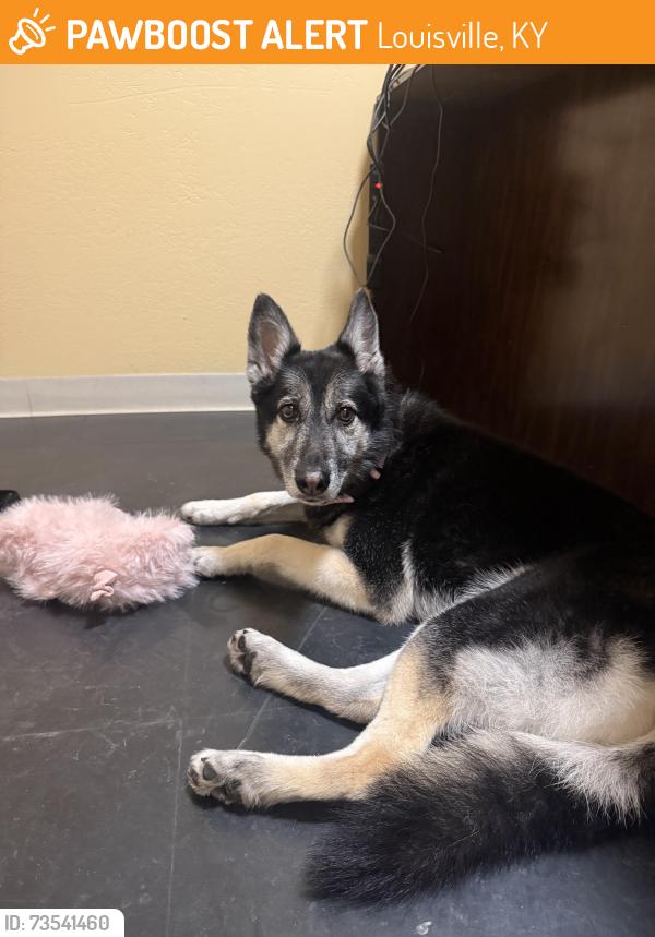 Found/Stray Female Dog last seen By kurz hall and Betty Johnson, Louisville, KY 40208