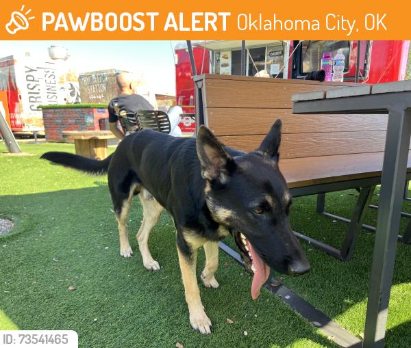 Found/Stray Male Dog last seen Centennial Dr and El Reno Ave, Oklahoma City, OK 73104