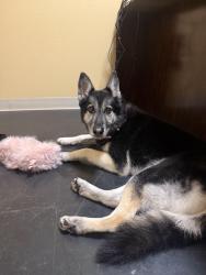 Found/Stray Female Dog last seen By kurz hall and Betty Johnson, Louisville, KY 40208