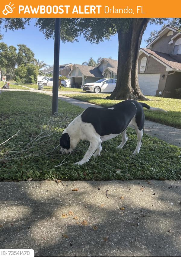 Found/Stray Male Dog last seen Seller lakes Dr and Nin St, Orlando, FL 32835