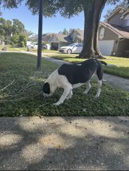 Found/Stray Male Dog last seen Seller lakes Dr and Nin St, Orlando, FL 32835