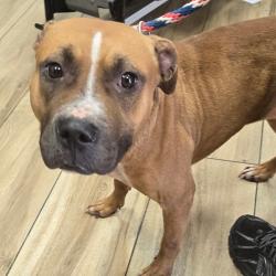 Shelter Stray Female Dog last seen , 124 Evergreen Ave, Newark, NJ 07114, USA