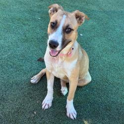 Shelter Stray Female Dog last seen , 2350 Appling City Cove, Memphis, TN 38133, USA