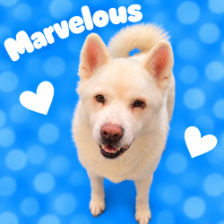 Shelter Stray Male Dog last seen , 2350 Appling City Cove, Memphis, TN 38133, USA
