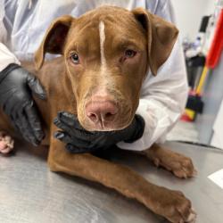 Shelter Stray Male Dog last seen , 328 Furman Hall Rd, Greenville, SC 29609, USA