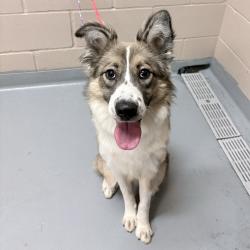 Shelter Stray Female Dog last seen , 2608 Center St, Tacoma, WA 98409, USA