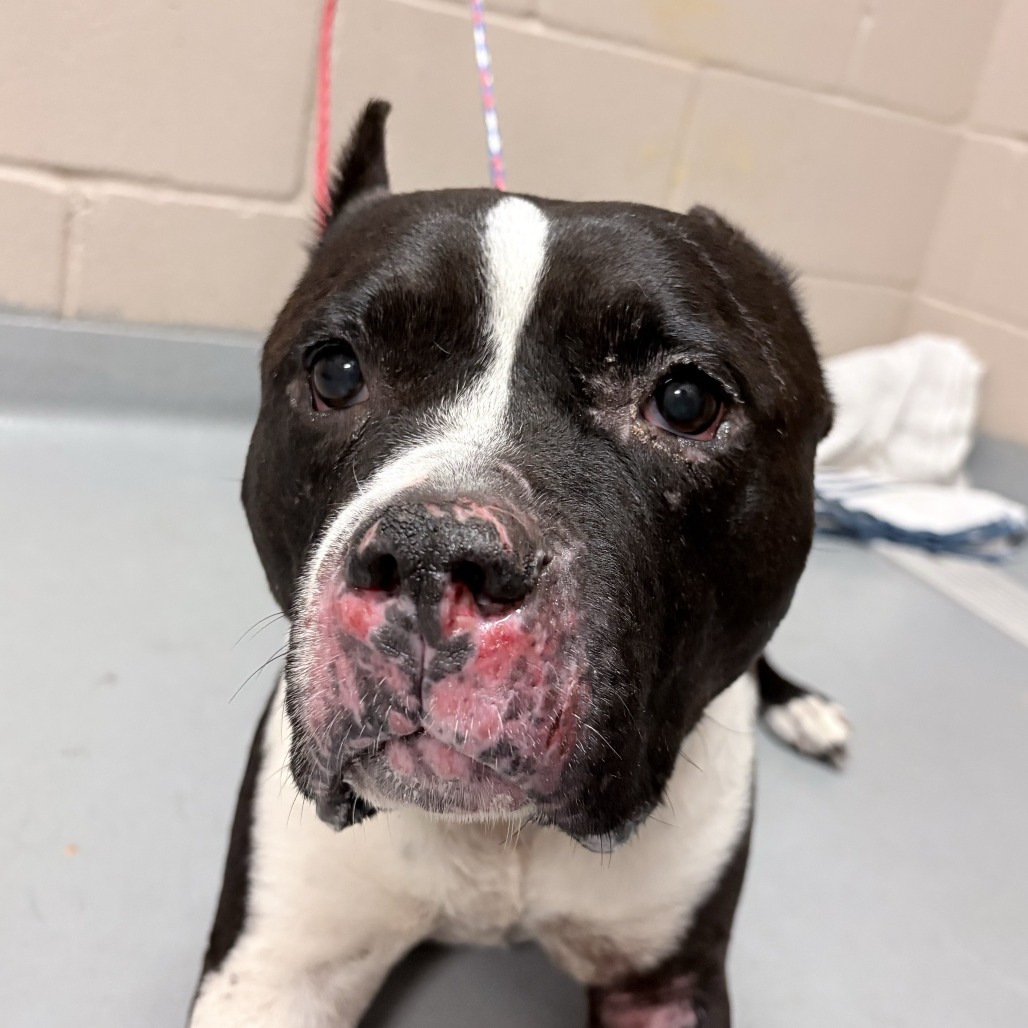 Shelter Stray Female Dog last seen , 2608 Center St, Tacoma, WA 98409, USA