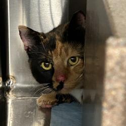 Shelter Stray Female Cat last seen , 980 Guilford College Rd, Greensboro, NC 27409, USA