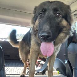 Shelter Stray Female Dog last seen , 980 Guilford College Rd, Greensboro, NC 27409, USA