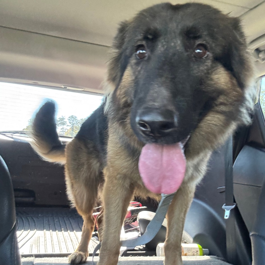 Shelter Stray Female Dog last seen , 980 Guilford College Rd, Greensboro, NC 27409, USA