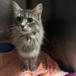 Shelter Stray Female Cat last seen , 54687 Co Rd 19, Bristol, IN 46507, USA