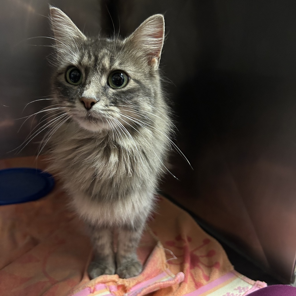 Shelter Stray Female Cat last seen , 54687 Co Rd 19, Bristol, IN 46507, USA