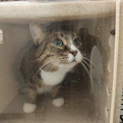 Shelter Stray Female Cat last seen , Animal Care & Control Team of Philly, 111 W Hunting Park Ave, Philadelphia, PA 19140, USA