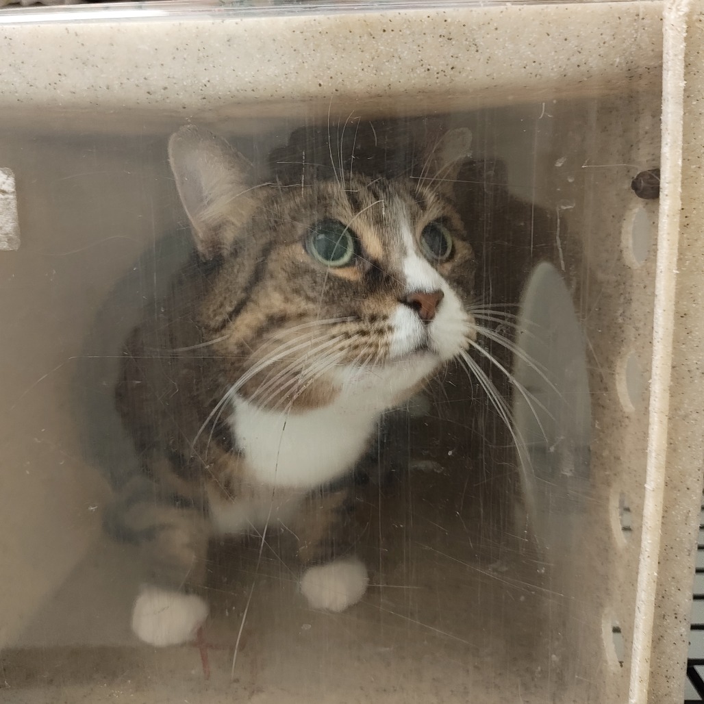 Shelter Stray Female Cat last seen , Animal Care & Control Team of Philly, 111 W Hunting Park Ave, Philadelphia, PA 19140, USA