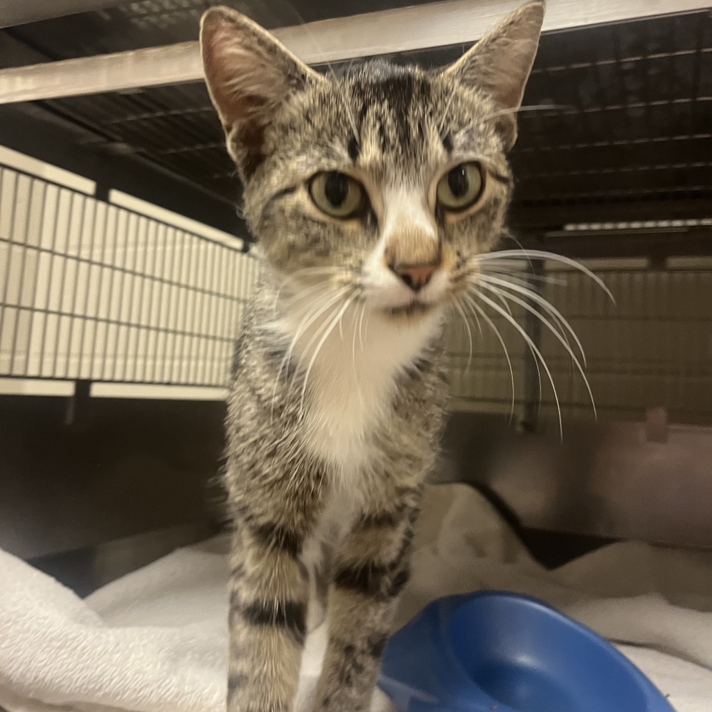 Shelter Stray Female Cat last seen , 54687 Co Rd 19, Bristol, IN 46507, USA