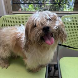 Shelter Stray Male Dog last seen , Animal Care & Control Team of Philly, 111 W Hunting Park Ave, Philadelphia, PA 19140, USA