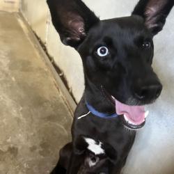 Shelter Stray Male Dog last seen , 2451 N Expressway 281, Edinburg, TX 78541, USA