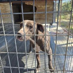 Shelter Stray Male Dog last seen , 2060 NE Rocky Ford Rd, Pinetta, FL 32350, USA
