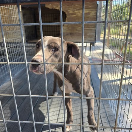 Shelter Stray Male Dog last seen , 2060 NE Rocky Ford Rd, Pinetta, FL 32350, USA