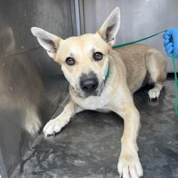 Shelter Stray Female Dog last seen , 2451 N Expressway 281, Edinburg, TX 78541, USA